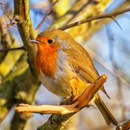portrait of Robin Bird in Nature