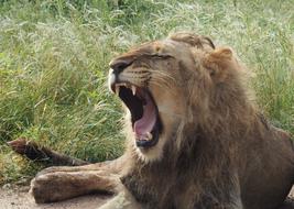 Lion Safari Africa