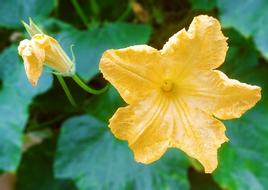yellow pumpkin flowers in the garden