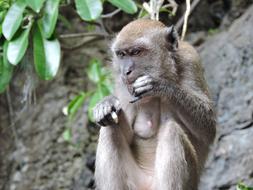 wild Mother Monkey