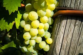 fresh bunch of grapes