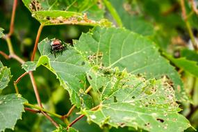 Insect Nature Forest