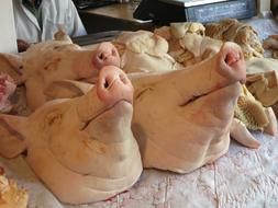 Georgia Market Animal Pig