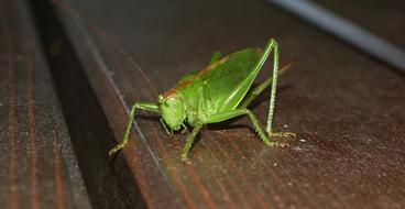 Grasshopper Grille Insect