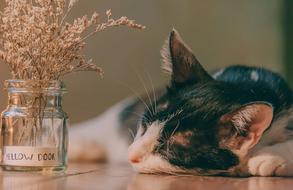 Cat Cute Sleep