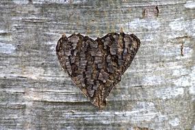 hearts tree silhouette