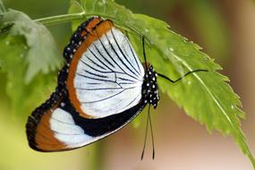 colored butterfly on a leaf