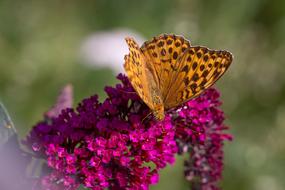 Butterfly Fritillary Edelfalter