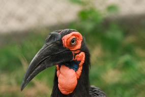 Bird Portrait Nature Wild