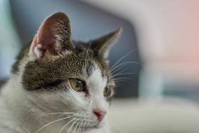 Cat Pet Meadow Cat'S