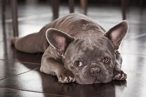 Dog French Bulldog Pet