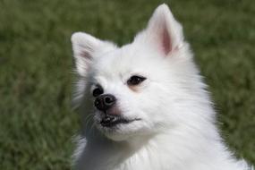 funny little dog