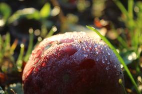 delicious fruit in a drop of water
