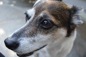 Dog Rescue Pet