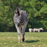 flock of zebras at the zoo