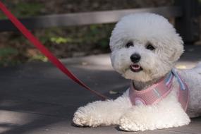 Pet Dogs Canine Companion Walk