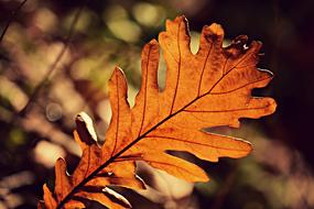 Acorn Leaf Autumn Color Vein