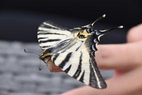 Butterfly Insect