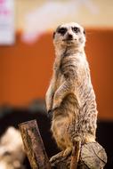 small Meerkat Animal portrait
