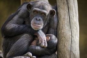 Chimpanzee Monkey Ape