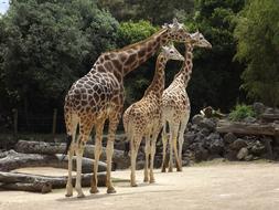 Giraffe family in captivity, three animals together