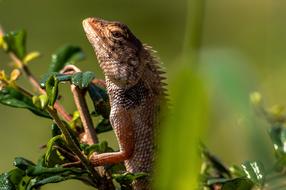 Chameleon Animal Lizard closeup picture