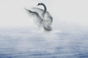 Swan Water River