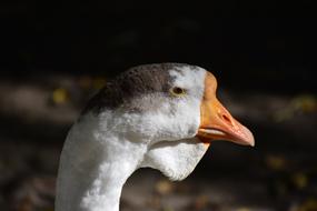 Goose Portrait Bird