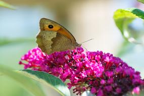 beautiful butterfly on purple flowers