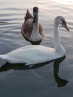 Swan Animals in Water