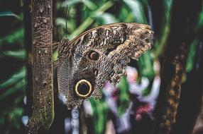 Butterfly Owl Edelfalter