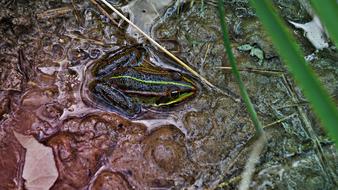 Frog Toad Pond
