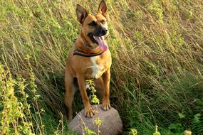 domestic dog on a walk