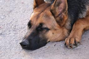 German Shepherd Sleeping Animal portrait