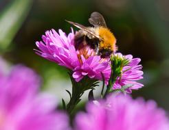 fluffy bumblebee in the garden