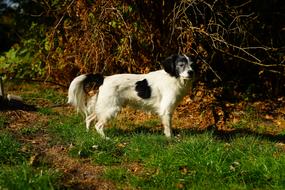 Dog Hybrid Male walking in nature