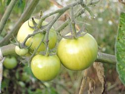 three green tomatoes in the garden