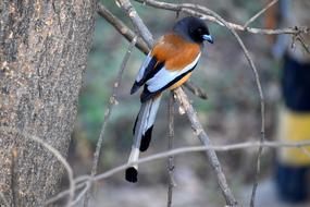 Bird Colorful Nature