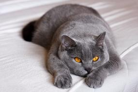 british shorthair Mammal Animal World