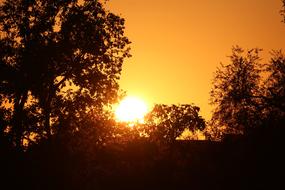 Sunset Tree Evening