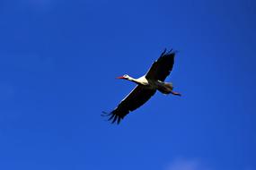 Stork Bird Animal