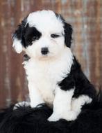 Sheepadoodle Dog Puppy