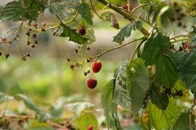 fresh berries on the bush