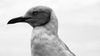Seagull Stern Mean