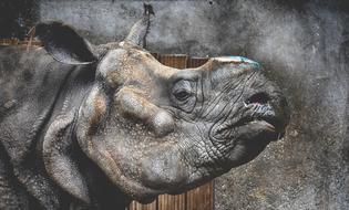 Rhino Animal World