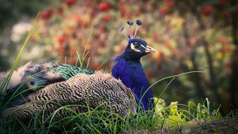Peacock Animal Iridescent