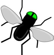 fly bug black insect wings nature