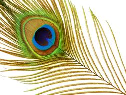 Peacock Feather Plumage