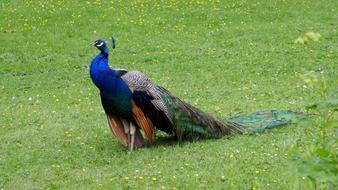 Peacock Bird Park Colorful