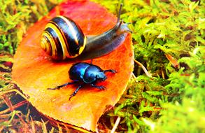 Forest Beetle Insect Snail
